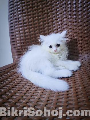 Persian cat